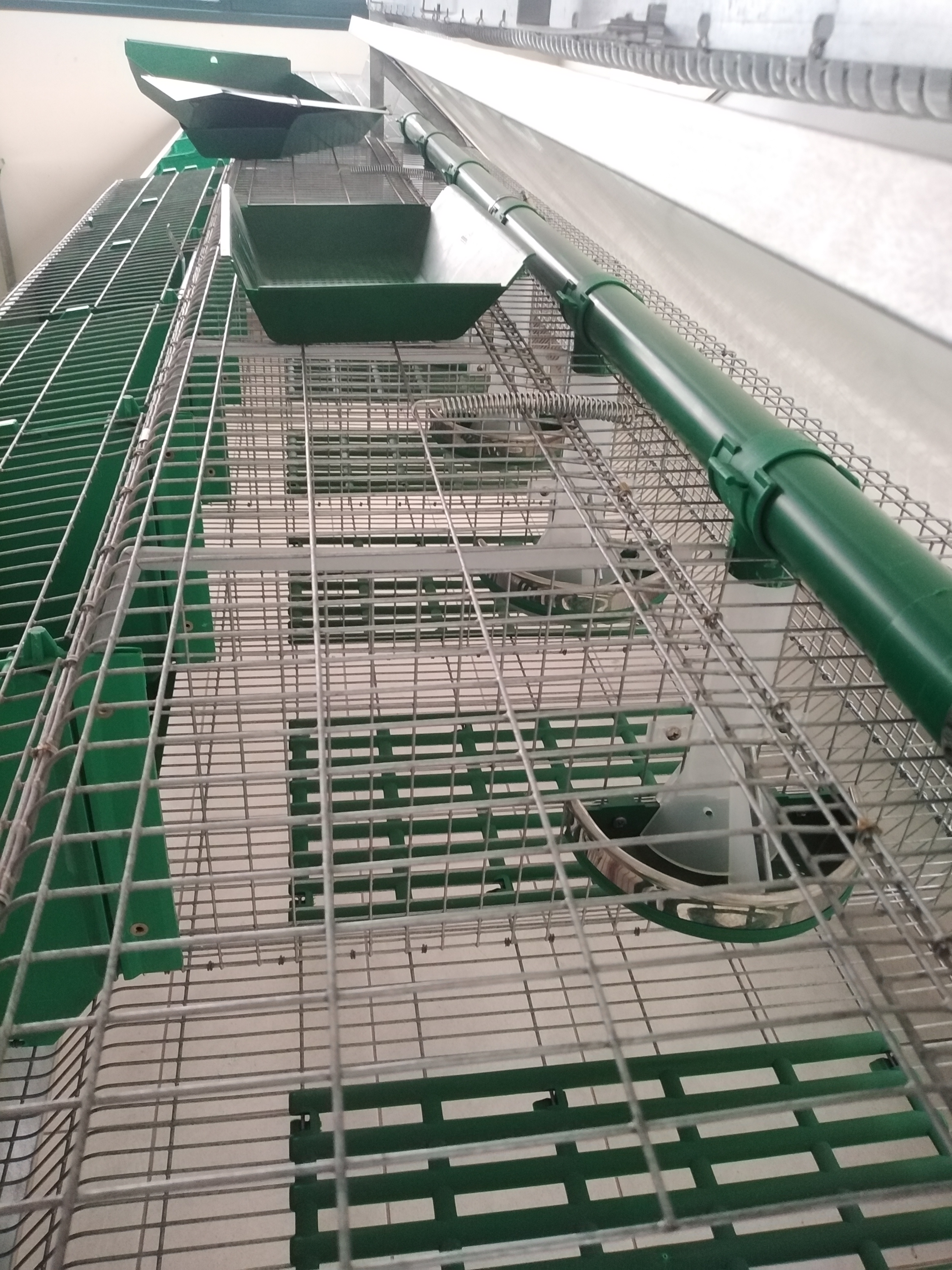 Unidad de Producción Cunícola - Meneghin México